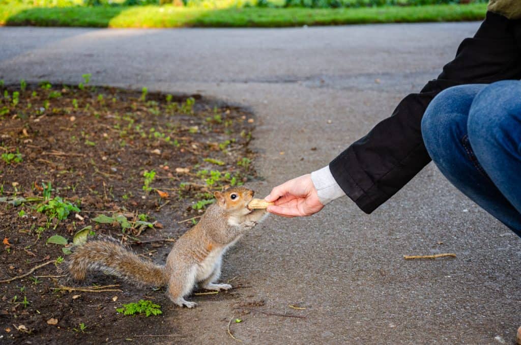 Grey squirrel taking a peanut from a hand in Bury St Edmunds Abbey Gardens park.