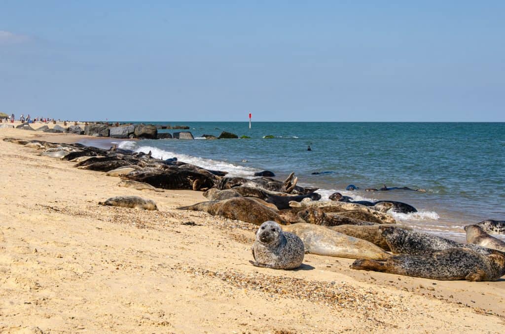A bunch of seals resting on a beach in East Norfolk, England.