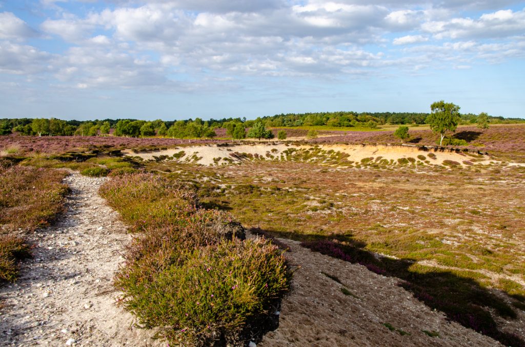 Footpath at Dunwich Heath, near Suffolk coast.