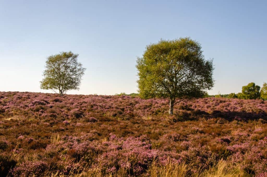 View at trees in Dunwich Heath in summer, near Suffolk coast.
