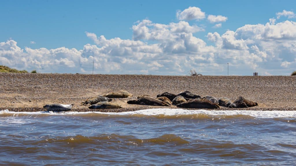 A bunch of seals in Norfolk resting on a beach in England.