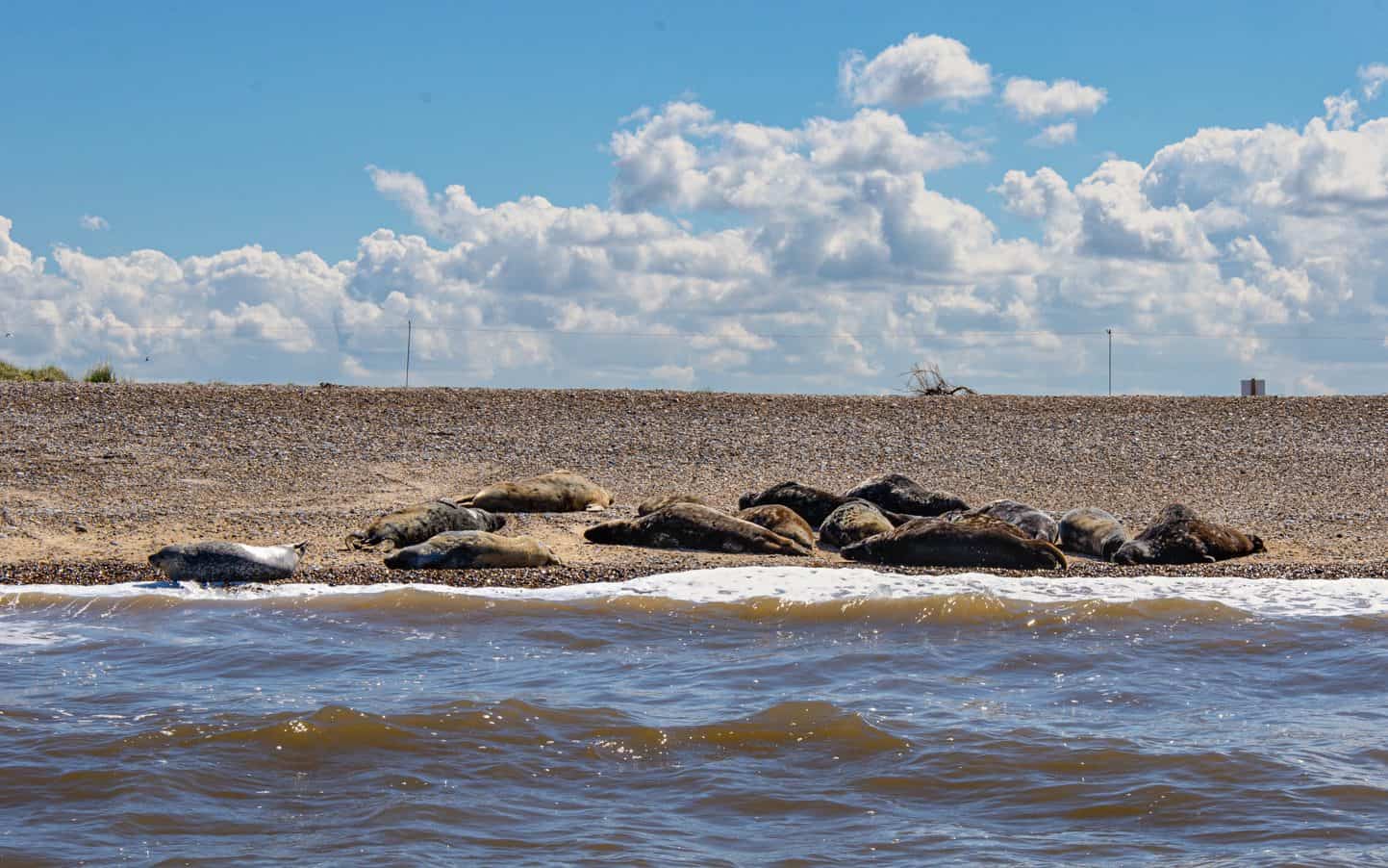 A bunch of seals in Norfolk resting on a beach.