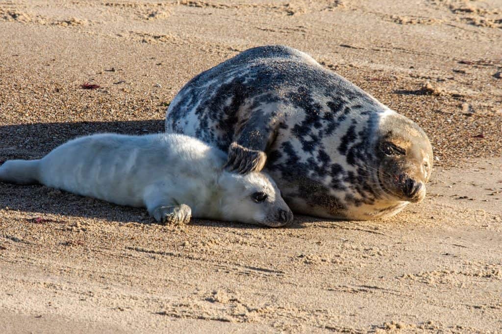 A cute baby seal resting with a parent on a beach in Norfolk, England.