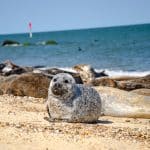 Seals resting on the sandy beach in Horsey Bay in Norfolk.