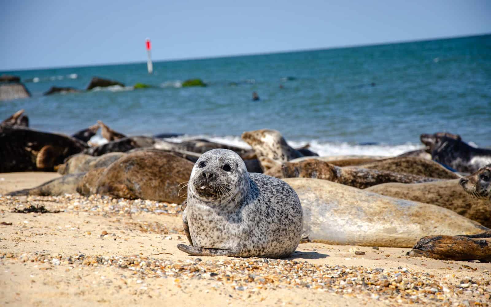 A cute baby seal resting on a beach in Norfolk, one of the best beaches in England.