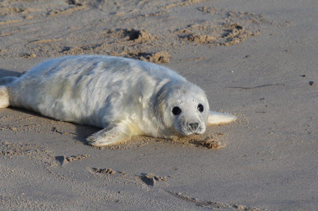 A cute baby seal resting on a beach in Norfolk, England.