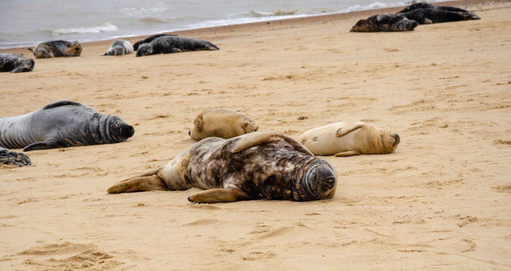 A bunch of seals resting on a beach in East Norfolk.