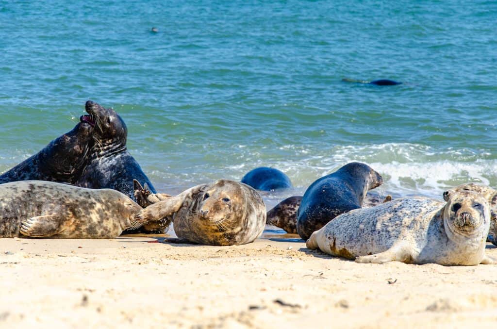 A bunch of Seals in Norfolk England resting on a beach.
