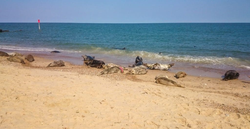 A bunch of seals in Norfolk resting on a beach in England.
