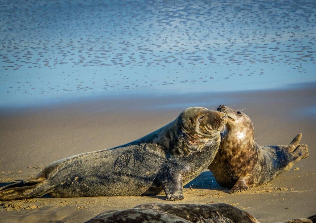 A cute baby seal playing with a parent on a beach in Norfolk, England.