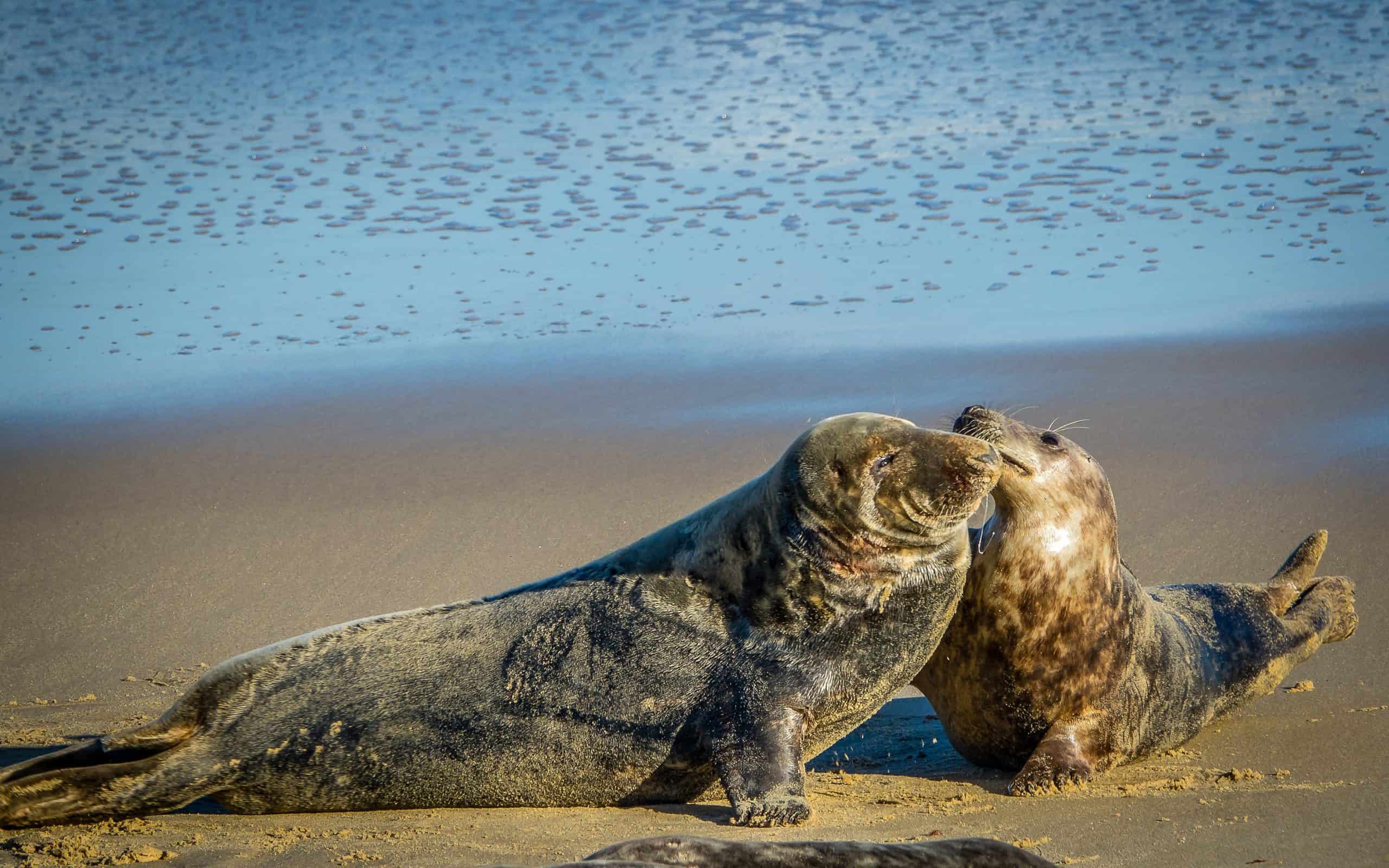 A cute baby seal playing with a parent on a beach in Norfolk, one of the best beaches in England.