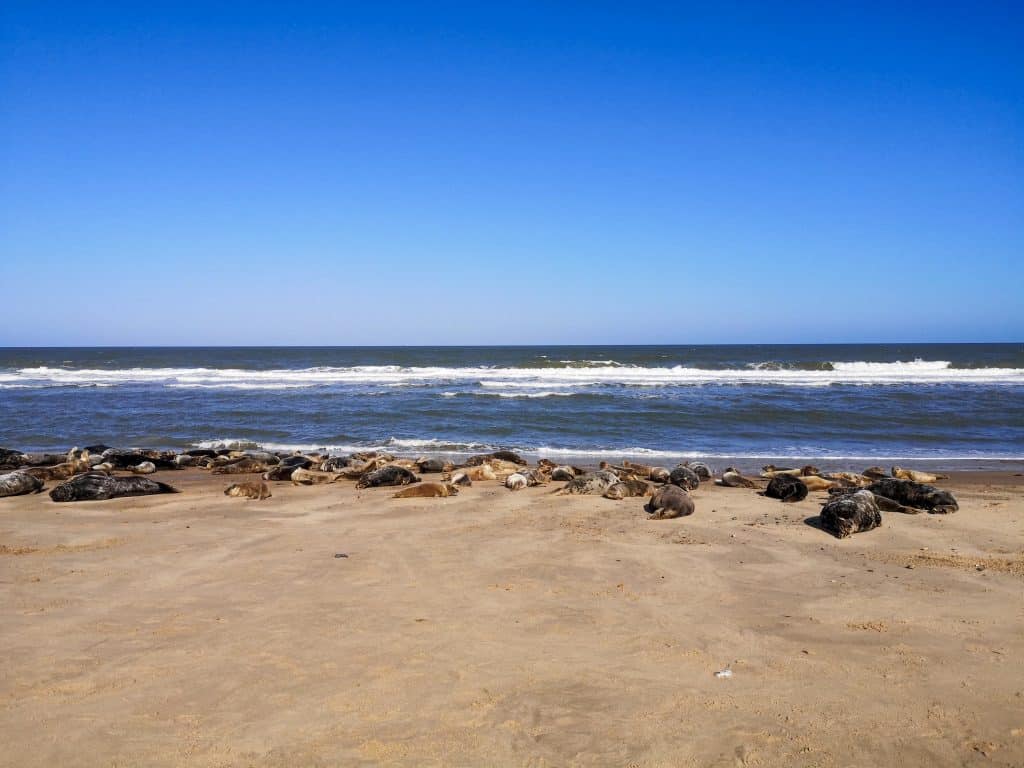 A bunch of seals in Norfolk resting on a beach.