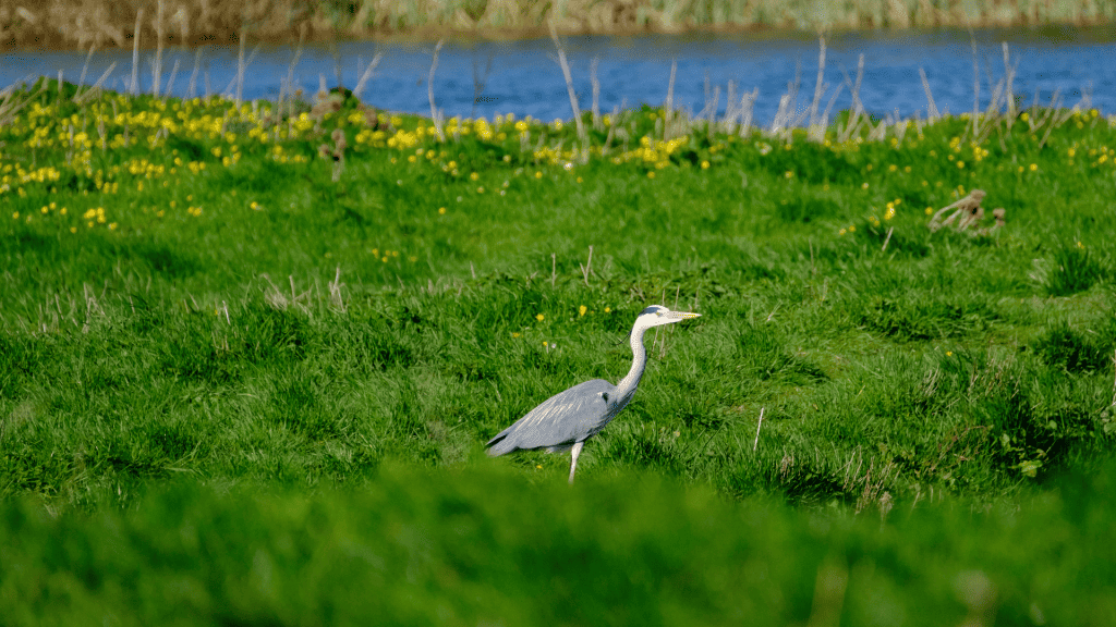 A bird in the Fen Drayton Lakes. Visiting the lakes is one of the best day trips from Cambridge.