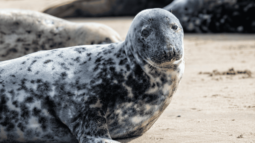 A seal on a Norfolk beach.