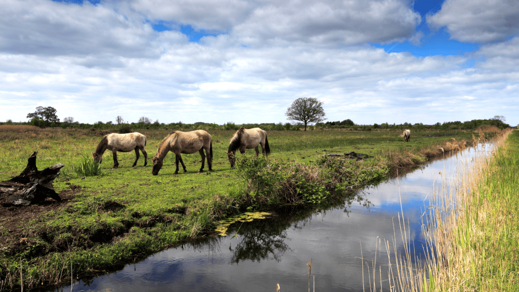 Ponik horses in the Wicker Fen National Nature reserve. Visiting the reserve is one of the best day trips from Cambridge.