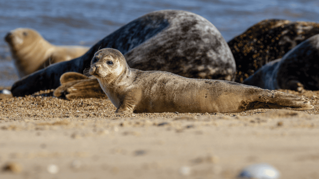 Seal pup on a beach in Norfolk.