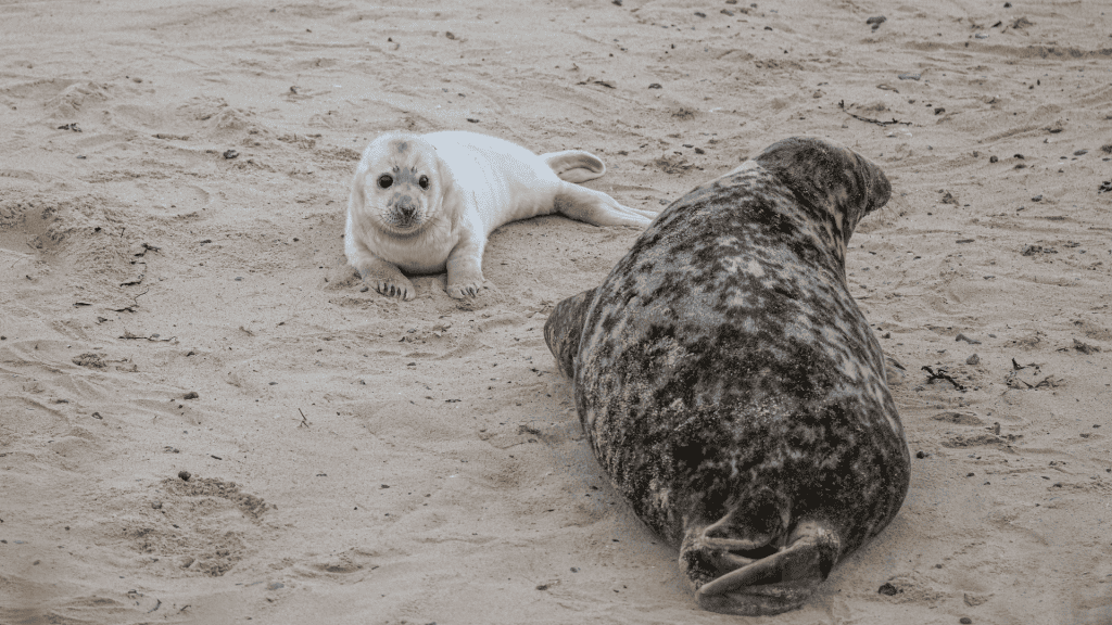 Seal pup with its mother on a beach.
