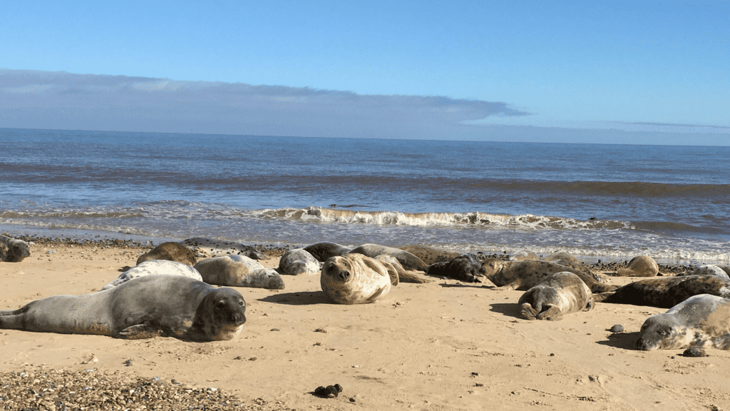 Beach with seals in East Norfolk.