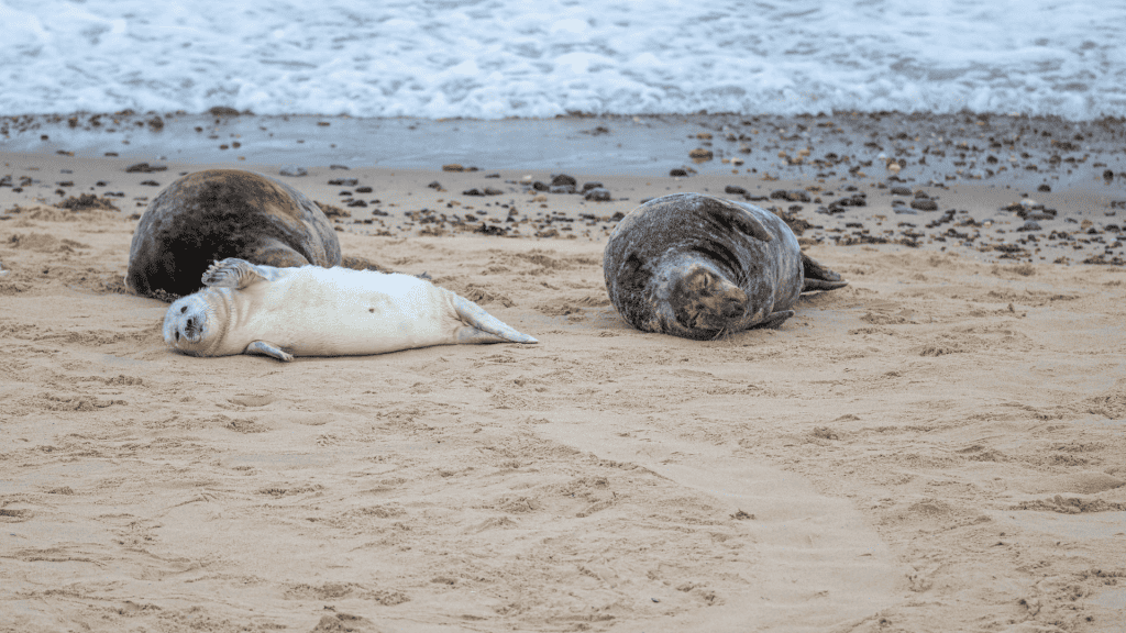 Seal pup on a beach in East Norfolk.