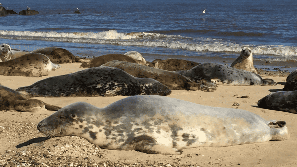 A colony of seals in Norfolk on a beach.