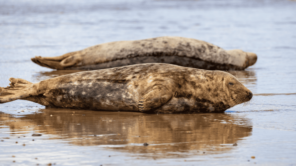 Two great seals on a beach in Norfolk.