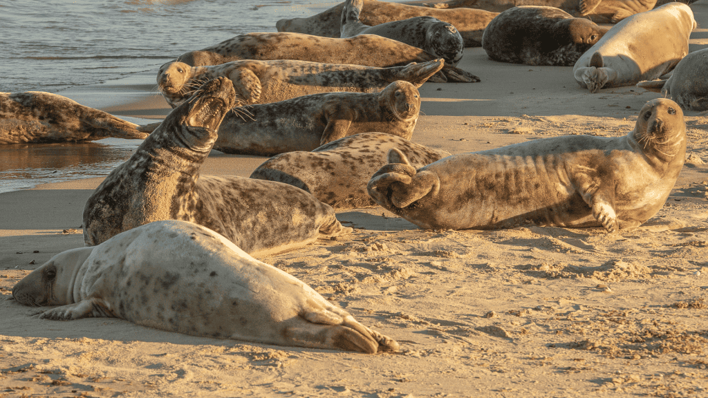 Seals in Norfolk resting on a beach.