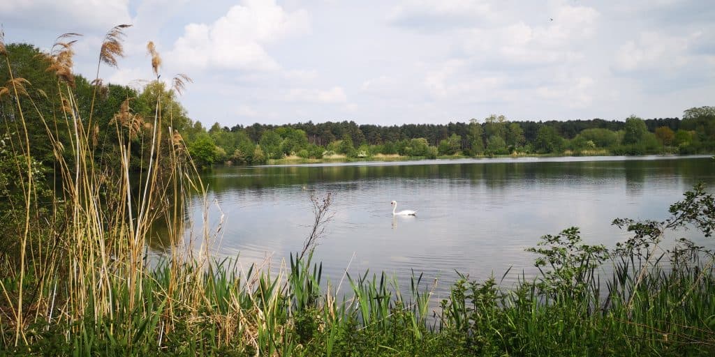 A swan on a lake at Lackford Lakes.