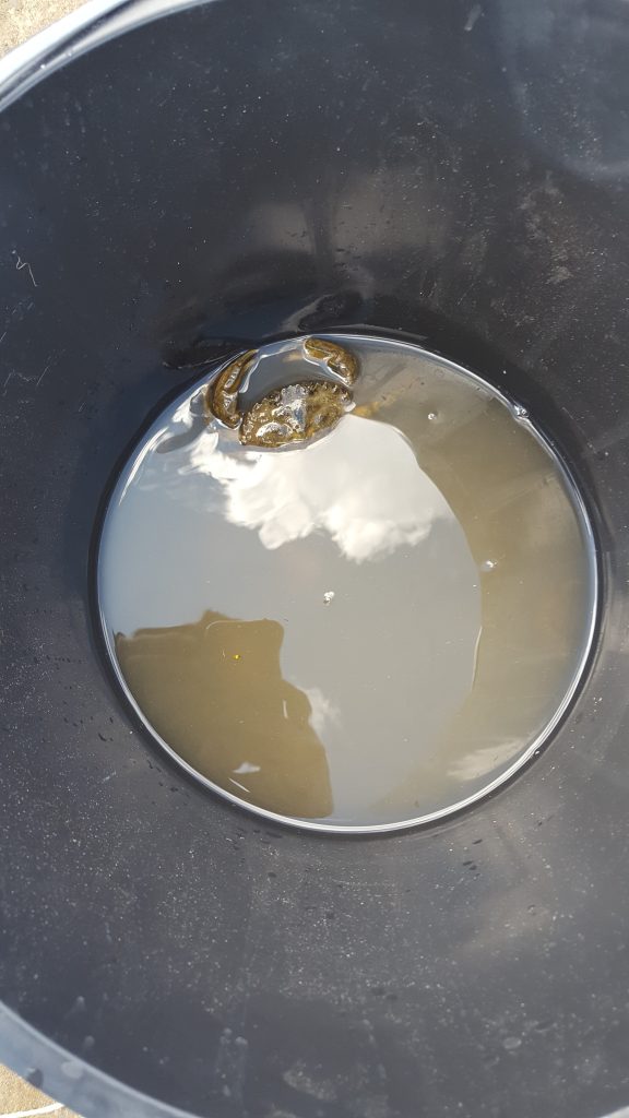 Crabbing in Walberswick, a crab in a bucket.