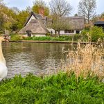 View at the river and a swan at the Flatford Mill in Dedham Vale AONB (Constable Country).