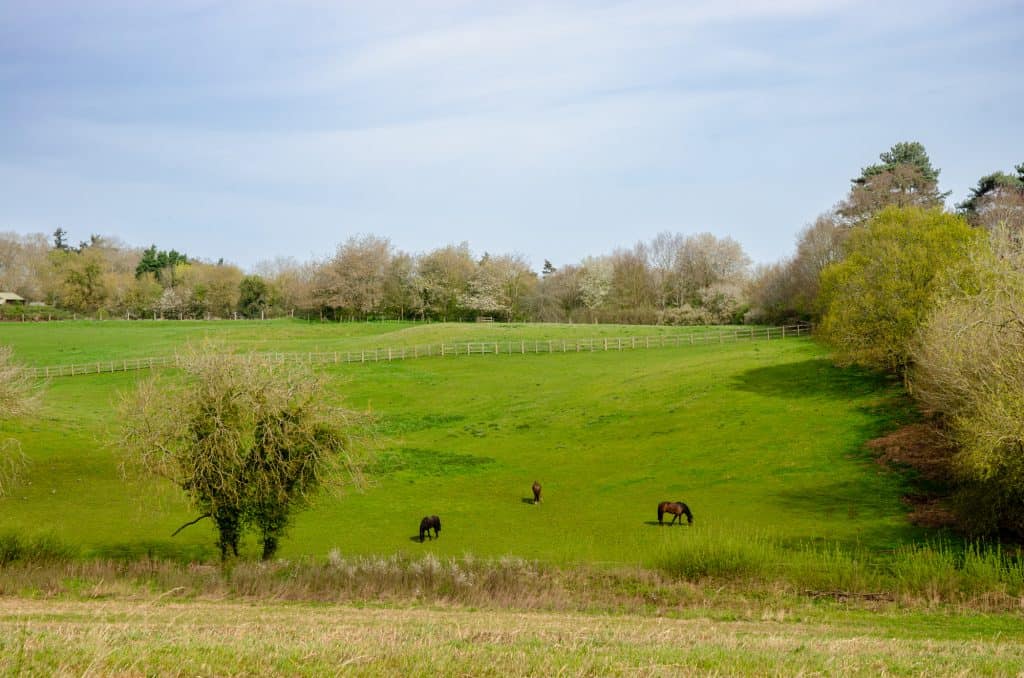 View at the the countryside in Dedham Vale AONB (Constable Country).