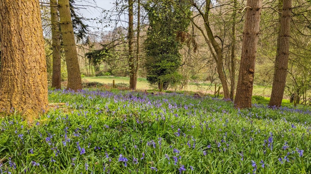 Bluebells in spring in the Arger Fen nature reserve in Dedham Vale.
