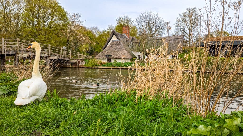 A swan on the river Stour in Flatford Mill in Dedham Vale AONB.