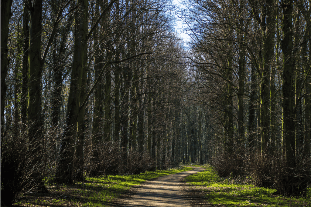 Path in the Holkham Estate in the Norfolk Coast AONB.