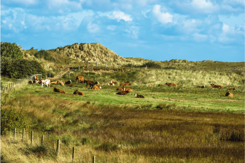 Norfolk Coast Path with cows in the Norfolk Coast AONB.
