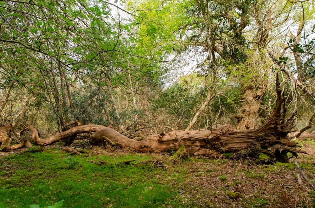 An old tree in Staverton Thicks area near Rendlesham Forest, Suffolk Coast and Heaths AONB.