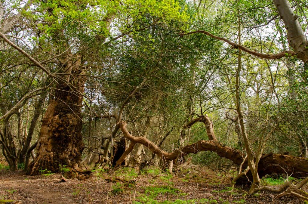 An old tree in Staverton Thicks area near Rendlesham Forest, Suffolk Coast and Heaths AONB.