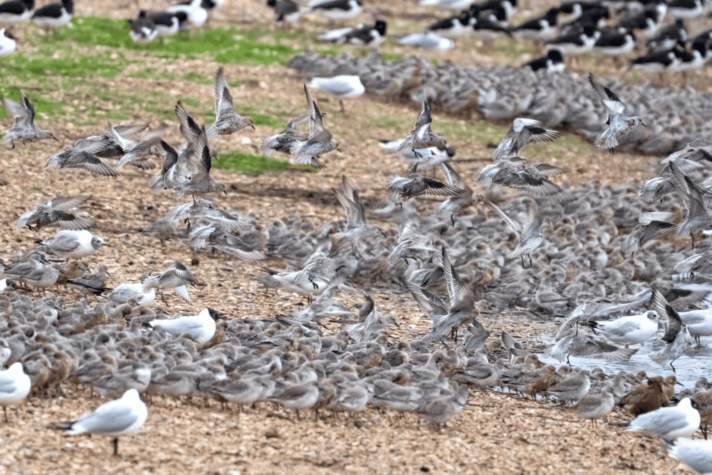 Birdwatching in the Snetisham reserve.