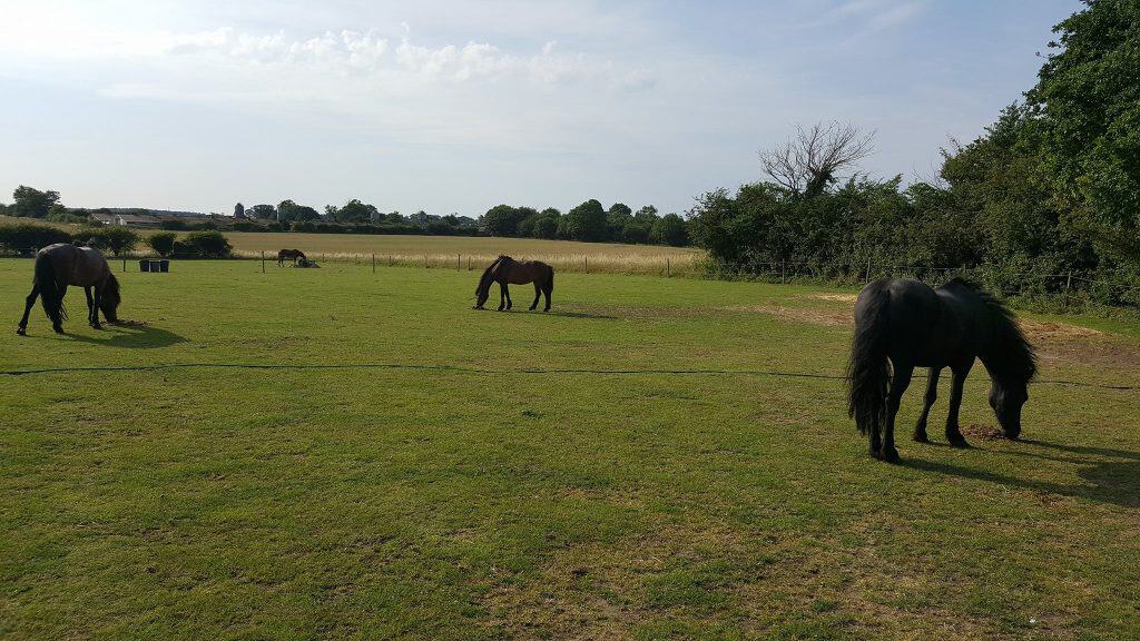 View at horses in Norfolk.