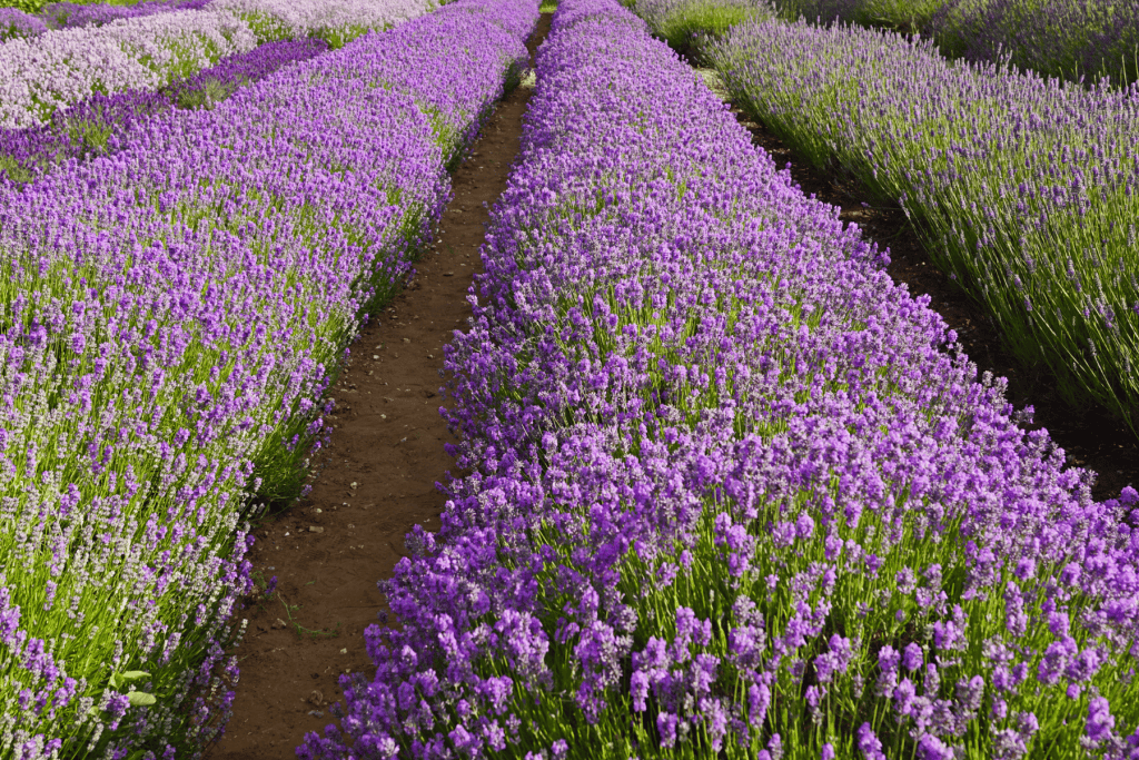 Lavender farm in Norfolk.