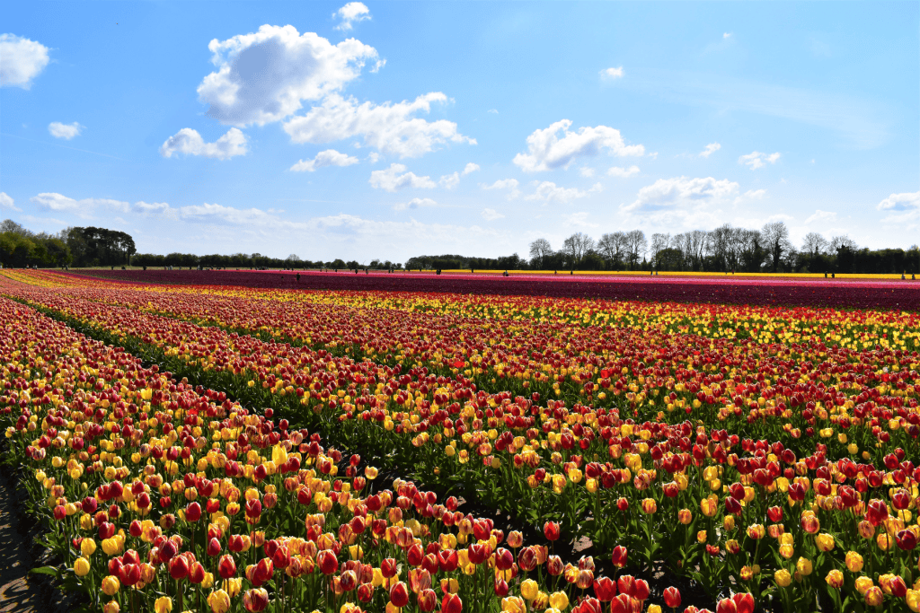 Tulips garden in Norfolk.