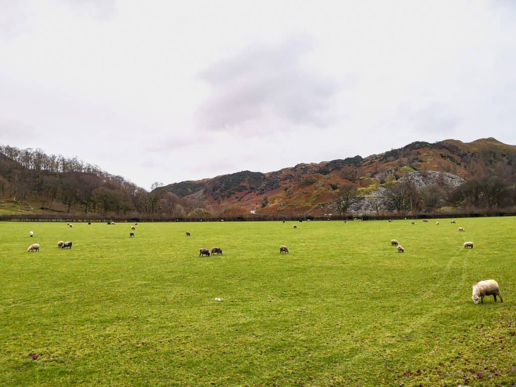 View to a meadow with sheep on the trail to the Cathedral Cave.