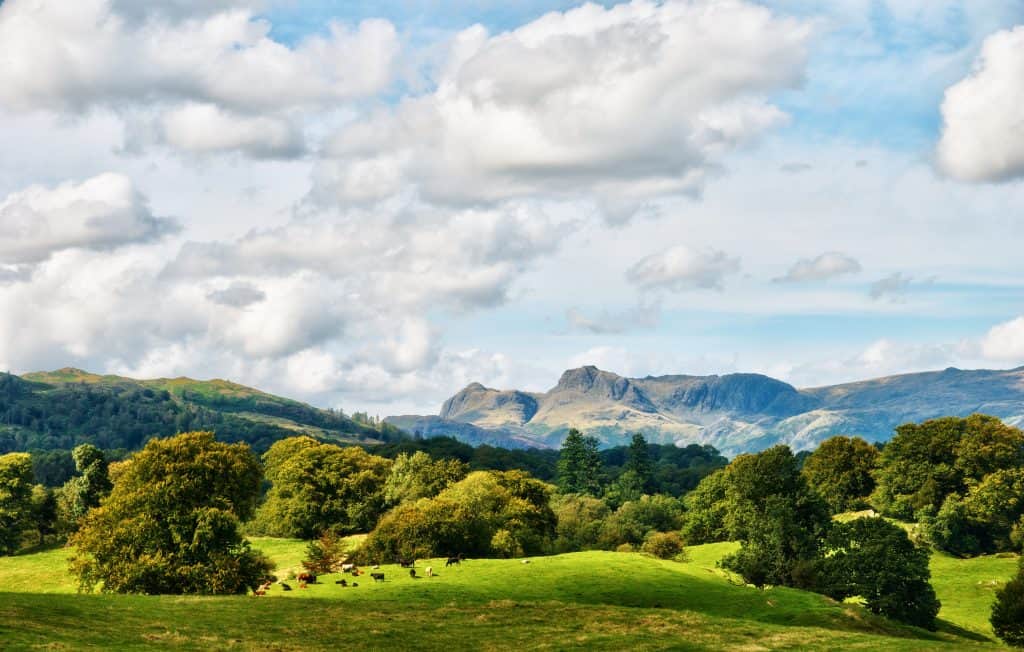 View at green meadows with cows, trees and pikes at the back.