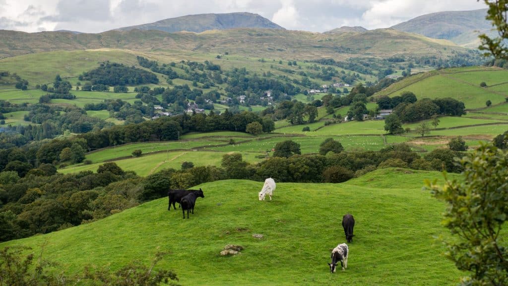 Green pastures with cows and hills at back.