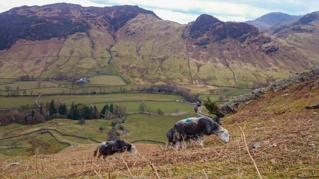Sheep on a hill with peaks in the background.