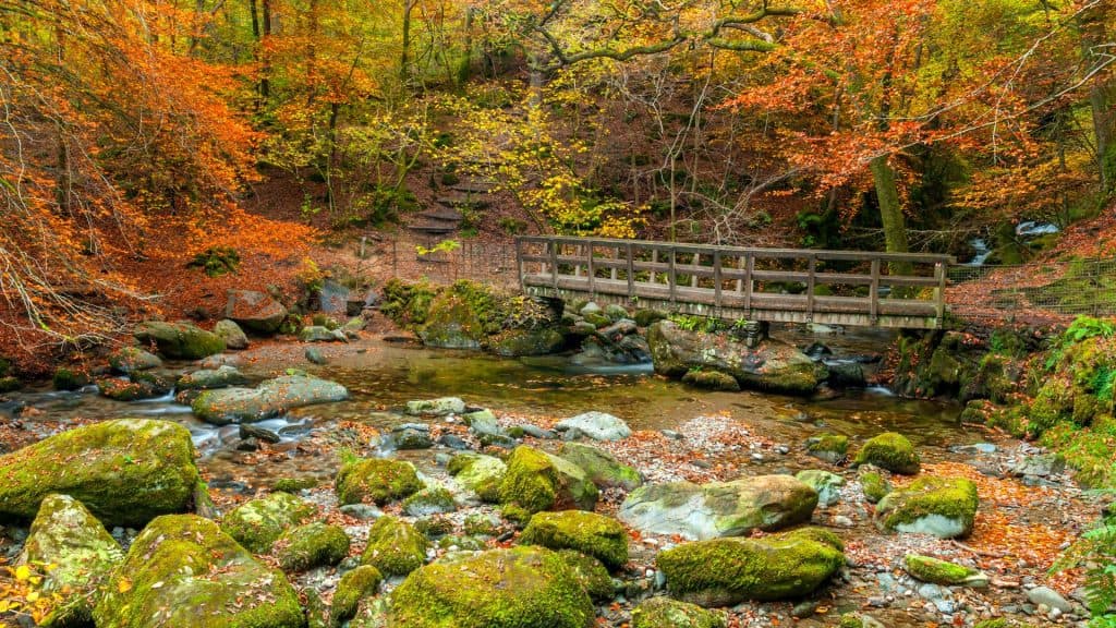 A wooden bridge over the river with trees with colourful leaves at back.