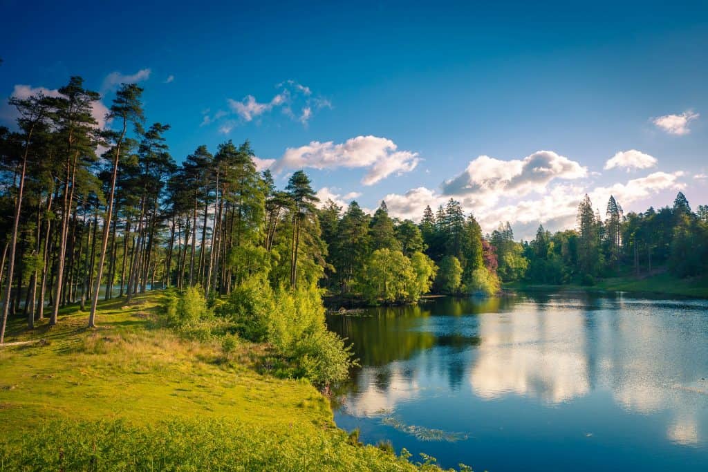 View at one of the lakes with trees in Lake District in summer - Tarn Hows