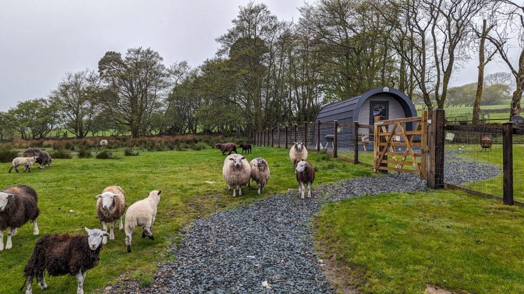 A great way how to spend weekend breaks in the Lake District - a hut surrounded by a group of sheep.