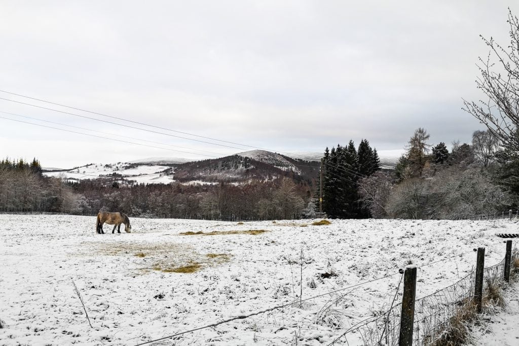 A horse on a snowy pasture with hills at back in Cairngorms in winter; one of the best places to go  in UK in February.