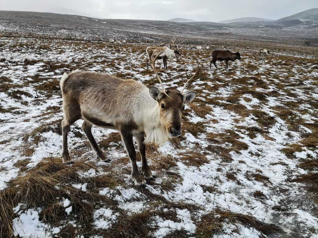 A reindeer on a winter pasture, part of the Cairngorm Reindeer Herd Centre in winter, one of the reasons to visit Scotland in winter.