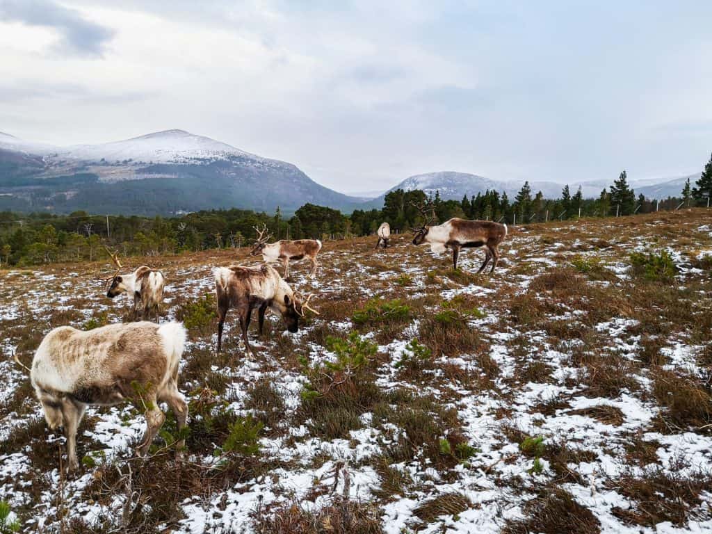 A group of reindeers on a winter pasture with snowy mountains at back, part of the Cairngorm Reindeer Herd Centre in winter.